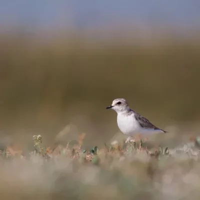 A homok és a szik birodalma - 50 éves a Kiskunsági Nemzeti Park