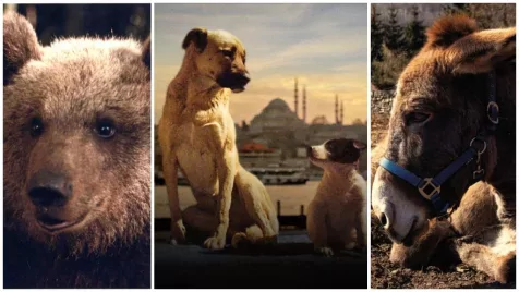 11 film, amelyben az állatok szemén keresztül látjuk a világot