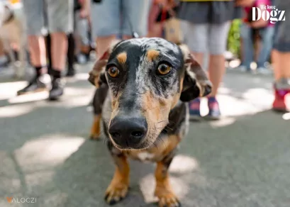 Majálisozz a DOGZ Fesztiválon a Városligetben!