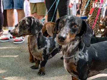 Ha tacskód van, rajtad is múlhat a DOGZ Fesztivál idei magyar rekordja