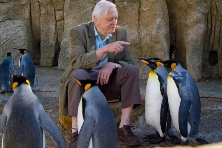 David Attenborough és az evolúció legnagyobb rejtélyei - Hűsítő tévéajánló a természet szerelmeseinek