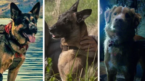 Ezeket a kutyás filmeket láthattuk idén!