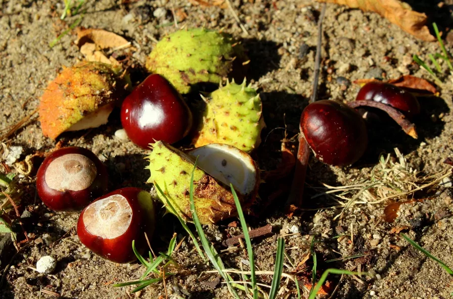Őszindító vasárnap